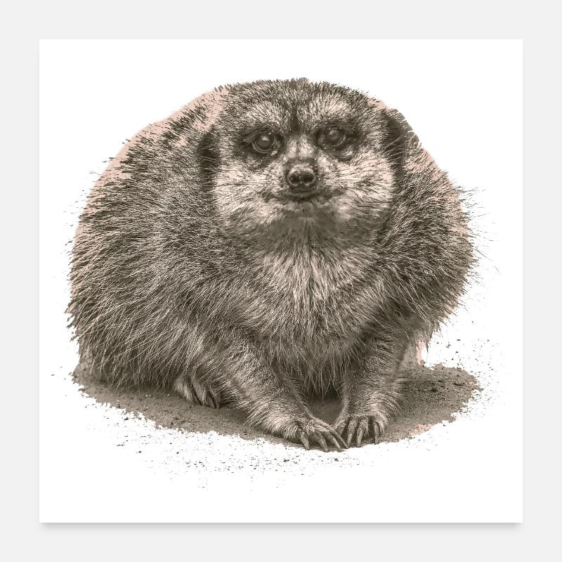 Erdmännchen sitzt im Sand Poster 60x60 cm