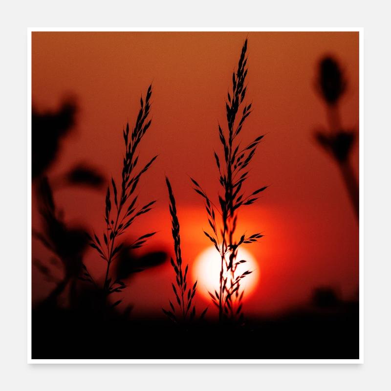 Silhouette de Graminées au Coucher de Soleil - Poster 60 x 60 cm - blanc