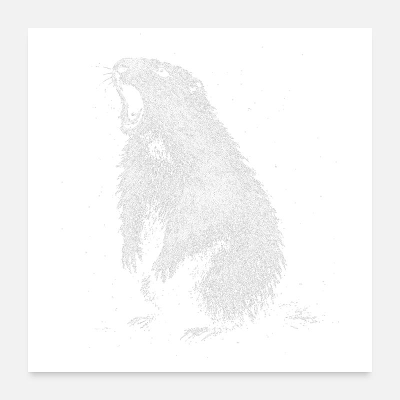 Murmeltier - Poster 60x60 cm - Weiß