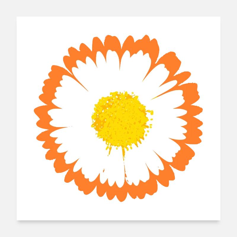 Orangefarbener Rand Daisy auf weißen Blütenblättern Poster 60x60 cm