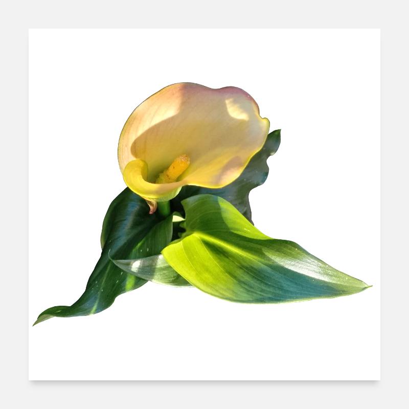LYS CALLA JAUNE Poster 60 x 60 cm