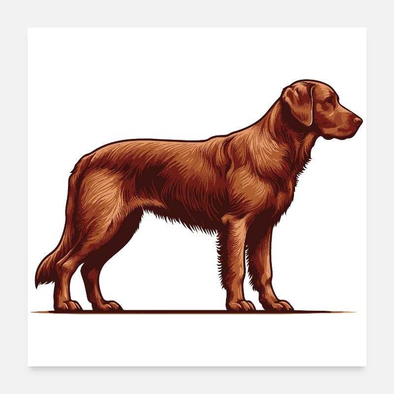 Chesapeake Bay Retriever - Poster 60x60 cm - Weiß