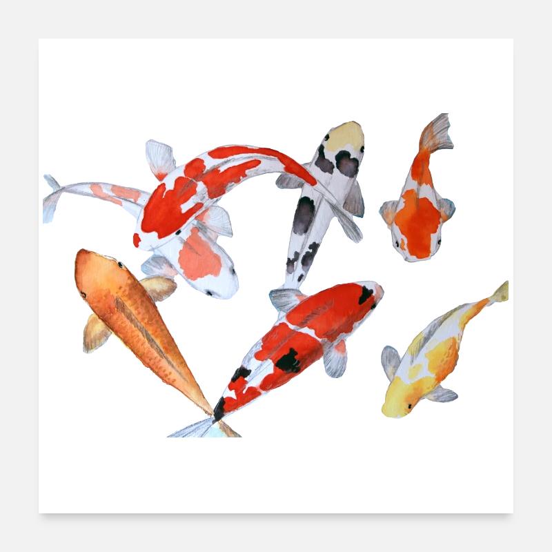 Élégant poisson Koi aquarelle design - Poster 60 x 60 cm - blanc