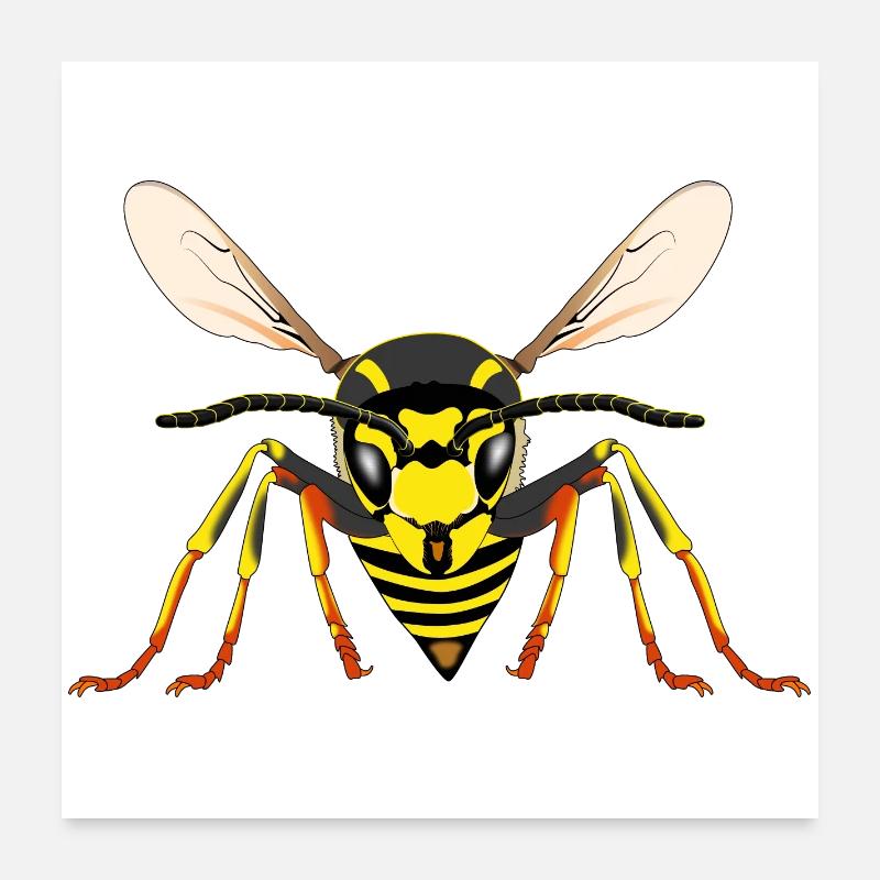 Wespe von vorne Poster 60x60 cm