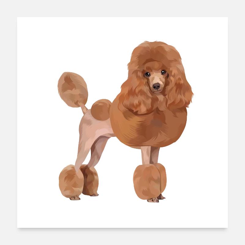Chien caniche standard Poster 60 x 60 cm