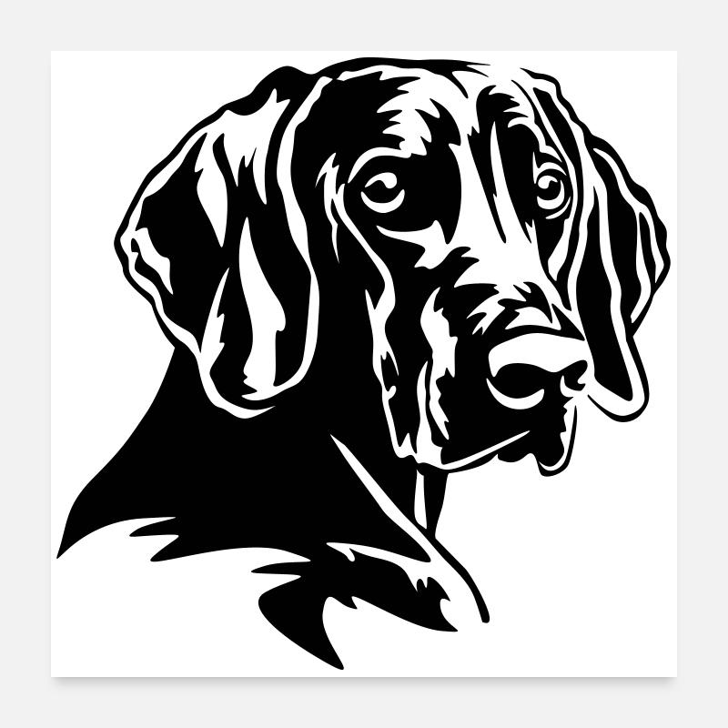 Weimaraner Kopf Poster 60x60 cm
