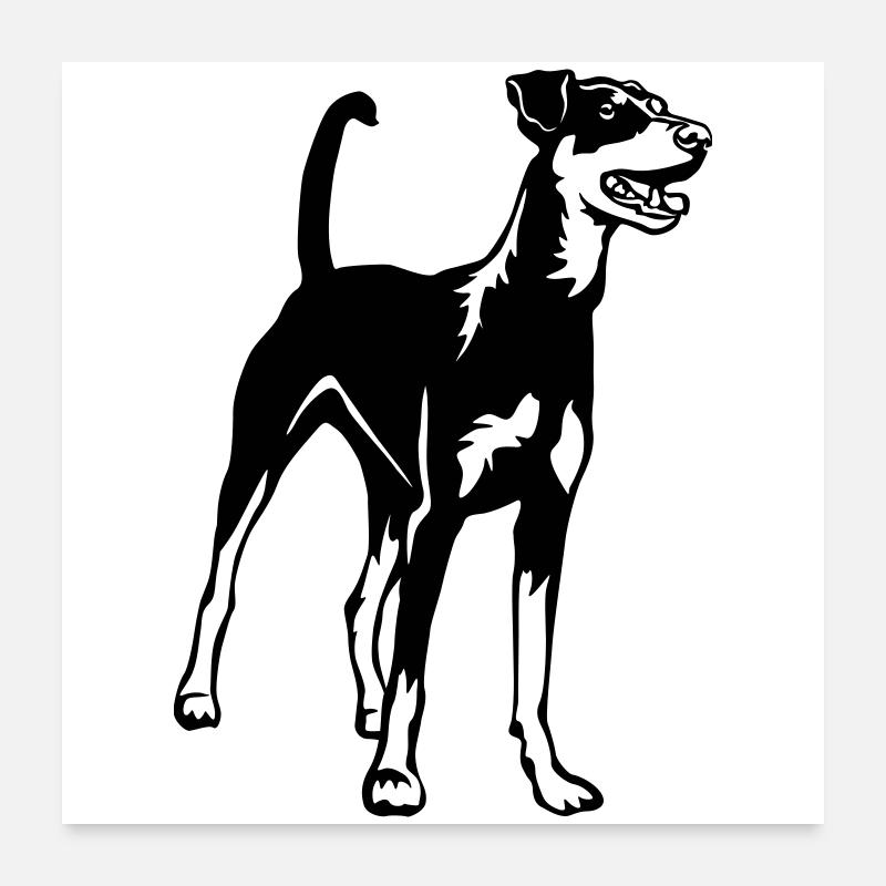 Pinscher allemand Poster 60 x 60 cm