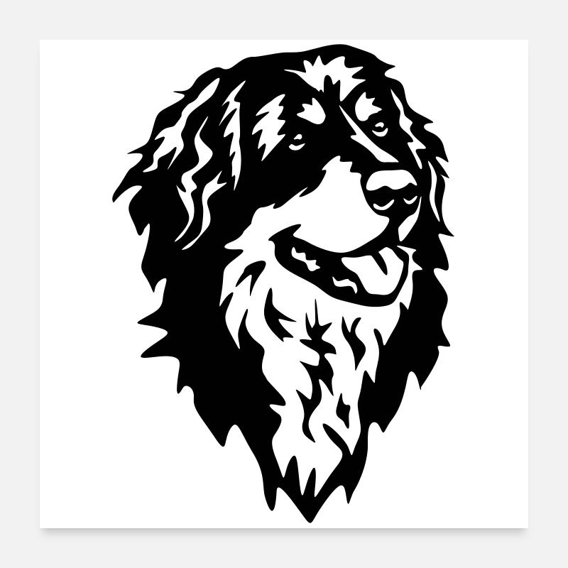 Hovawart Kopf - Poster 60x60 cm - Weiß