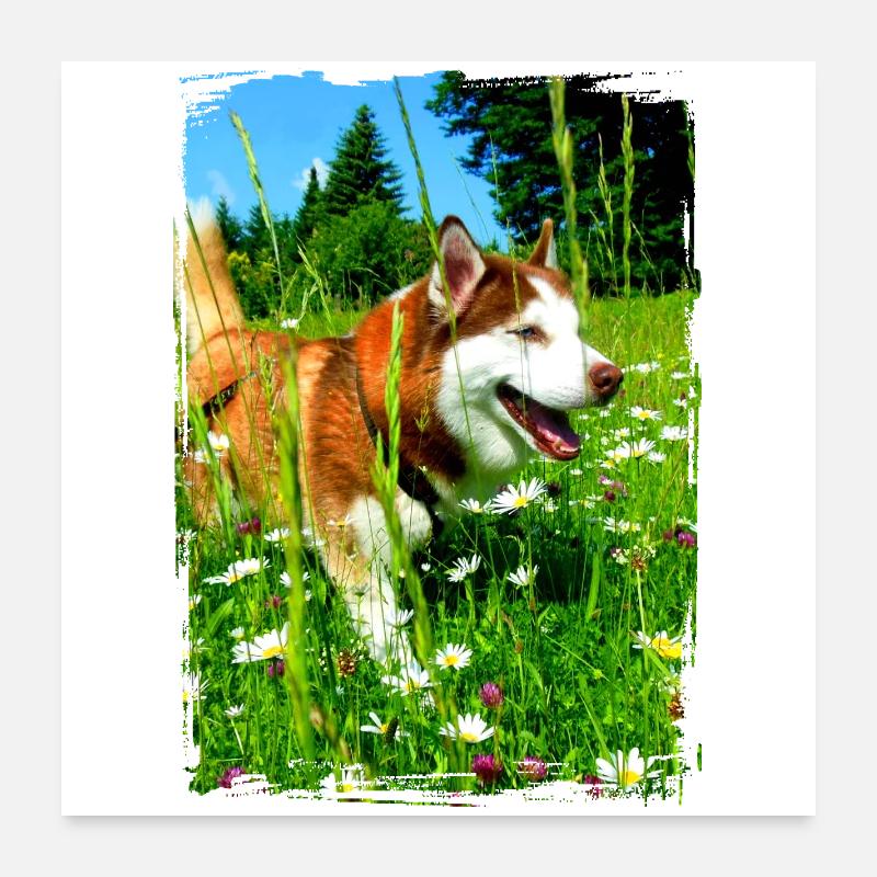 Husky dans un champ de fleurs Poster 60 x 60 cm