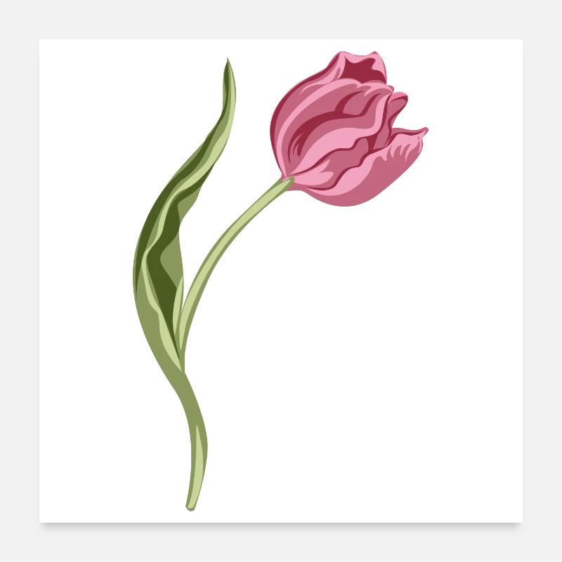 Elegant rosa Tulpe Illustration Poster 60x60 cm