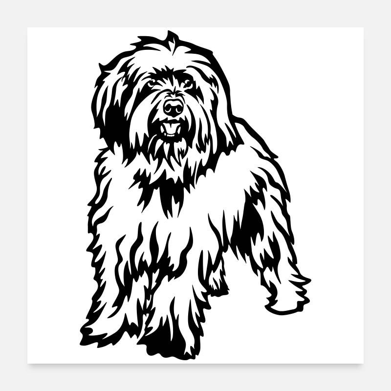 Schafpudel Poster 60x60 cm