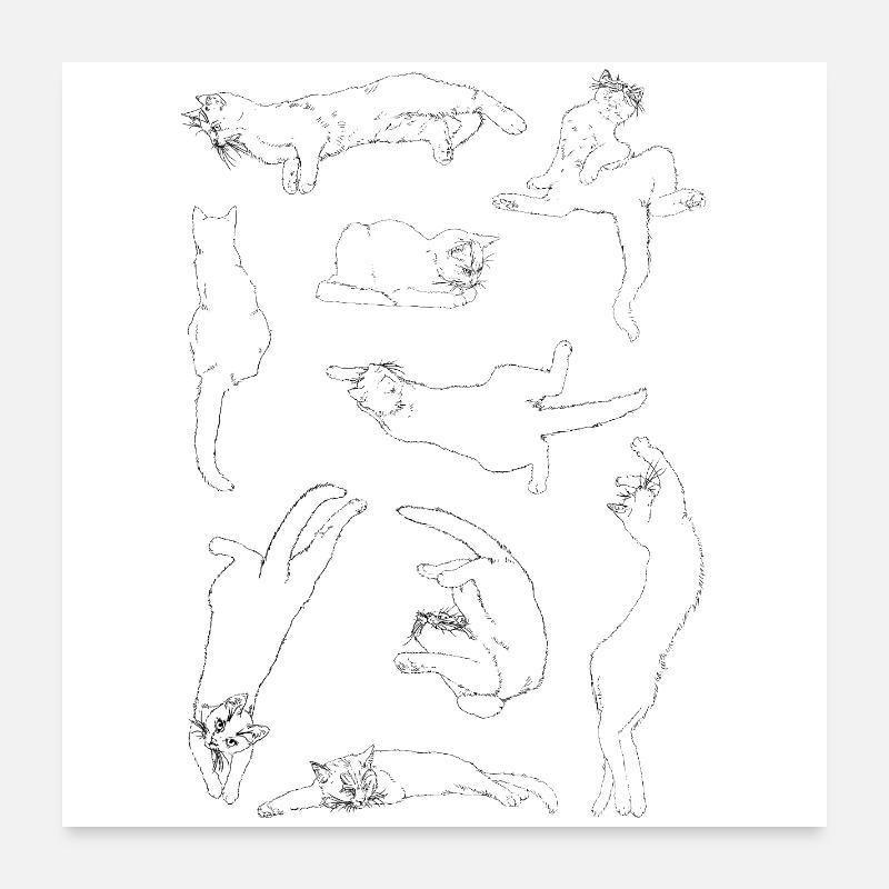 Anatomie der Katze Poster 60x60 cm