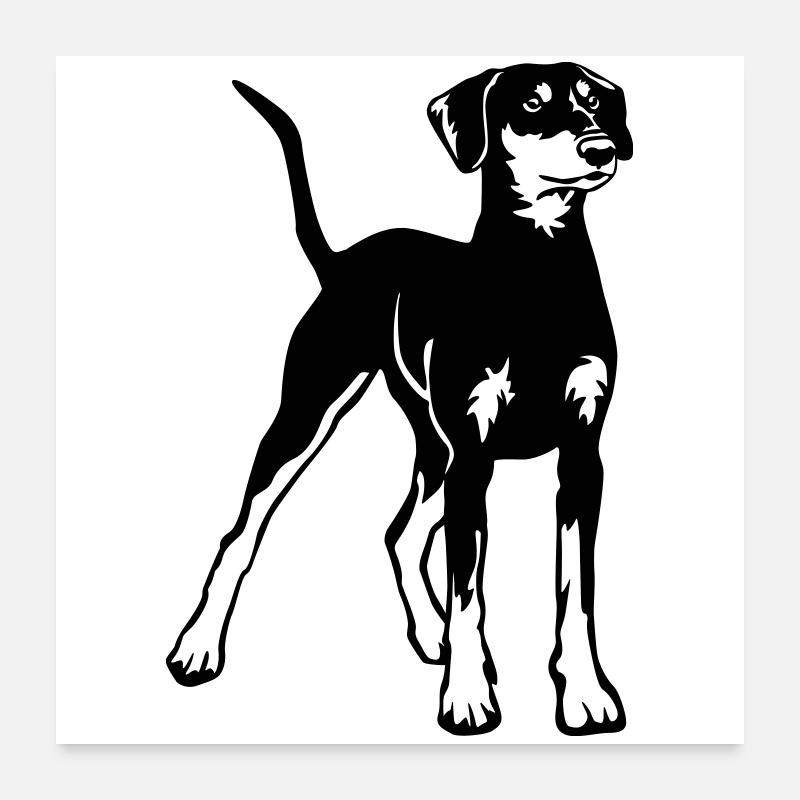 Pinscher allemand Poster 60 x 60 cm