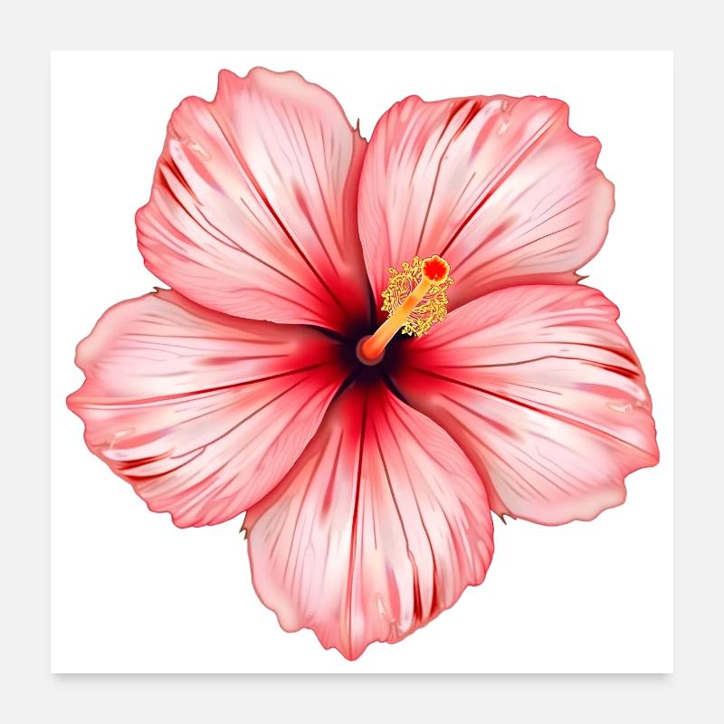 Fleur d’hibiscus Poster 60 x 60 cm
