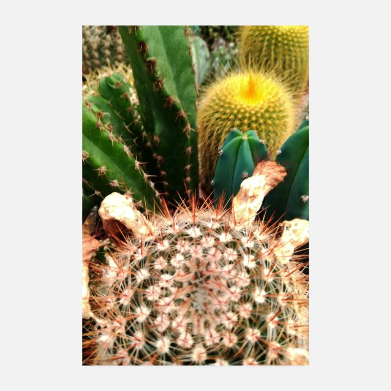 Brightly colored cacti with spines Poster 8" x 12" (20x30 cm)