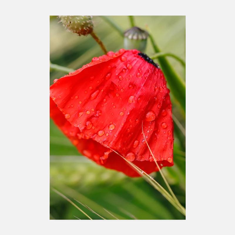 Poppy Drop Pattern Motif Poster 8" x 12" (20x30 cm)