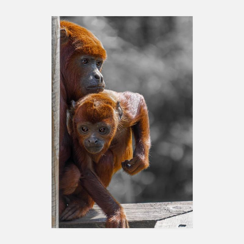Singes hurleurs Poster 20 x 30 cm