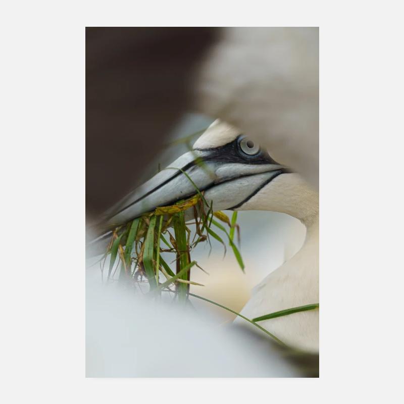 A Gannet framed but other Gannets Poster 8" x 12" (20x30 cm)
