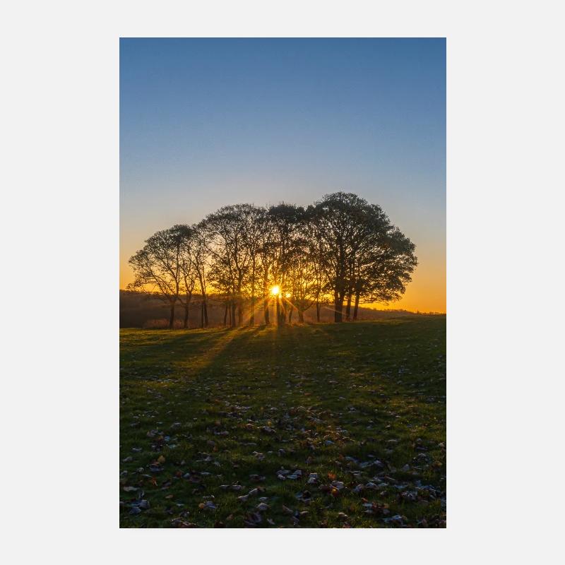Temple Newham arbre lever du soleil Poster 20 x 30 cm