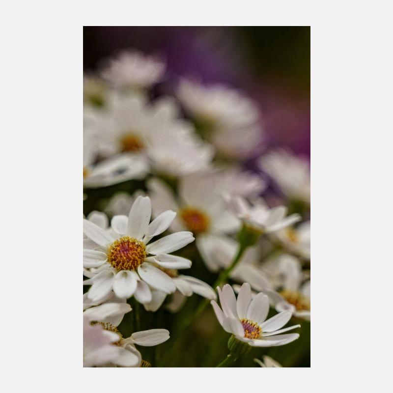 Marguerites Fleurs Poster 20 x 30 cm