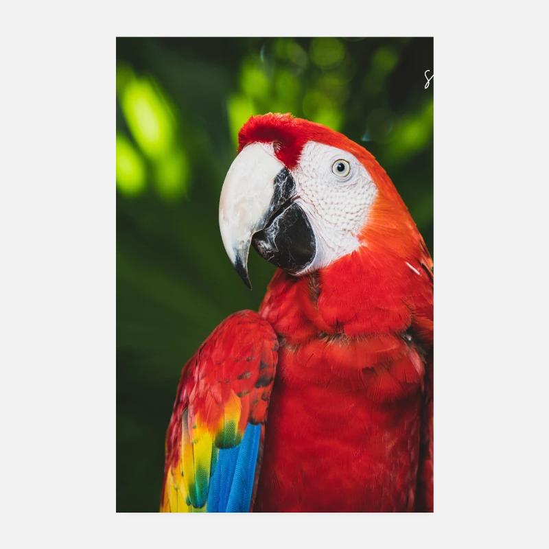 Couleurs tropicales de l’ara de Macao Poster 20 x 30 cm