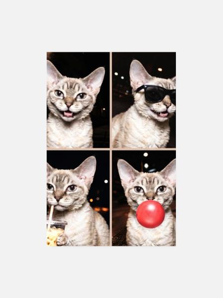 Katzen Devon Rex Katze - Poster 20x30 cm - Weiß - Vorne