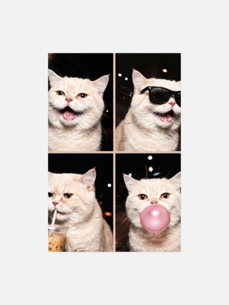 Katzen Perser Katze - Poster 20x30 cm - Weiß - Vorne