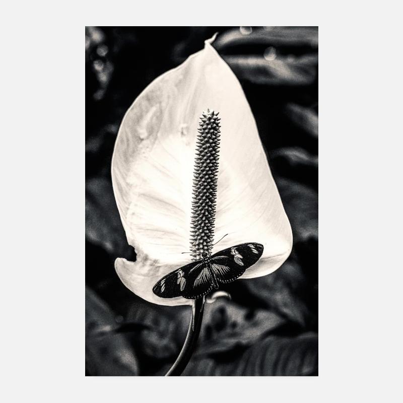 Fleur Cala Butterfly Noir Blanc Poster 20 x 30 cm