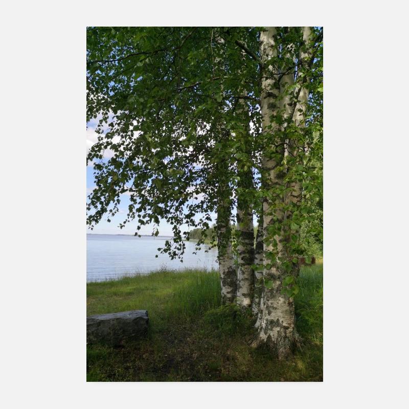 Plage de bouleau Poster 20 x 30 cm