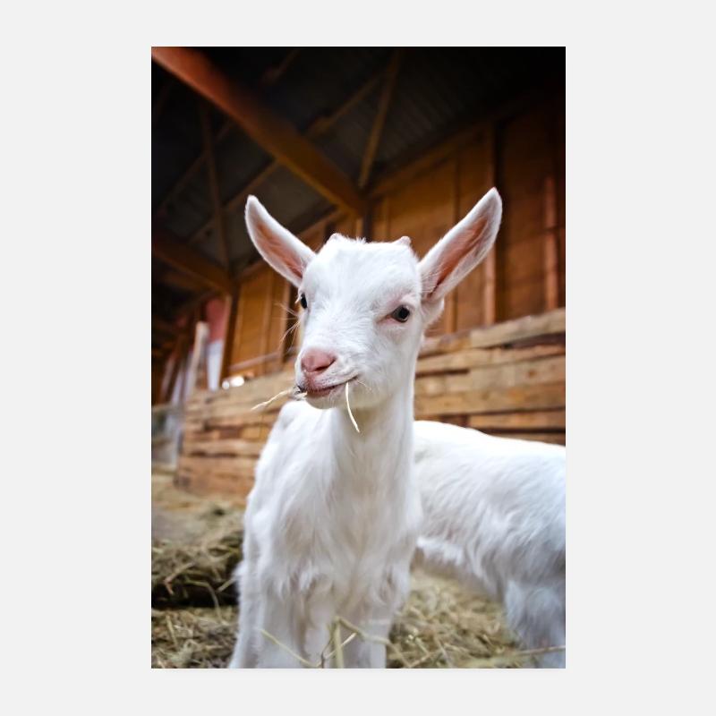 Zicklein Poster 20x30 cm