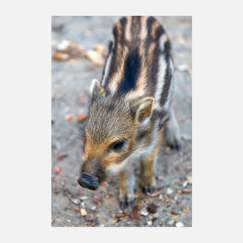 Sanglier (Sus scrofa) dans la forêt Poster 20 x 30 cm