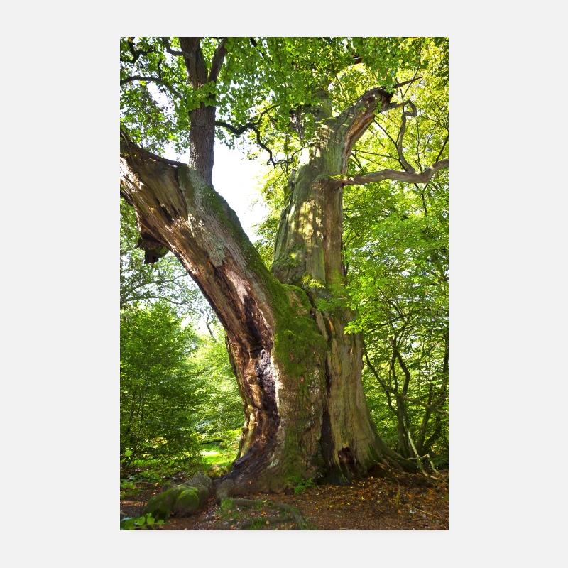 vecchio albero Poster 20x30 cm