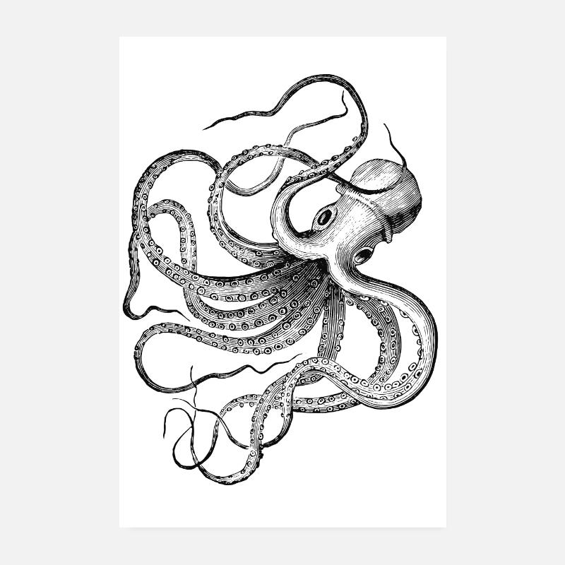 Octopus octopus Poster 8" x 12" (20x30 cm)