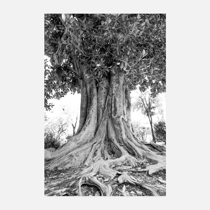 Olive tree black white Poster 8" x 12" (20x30 cm)