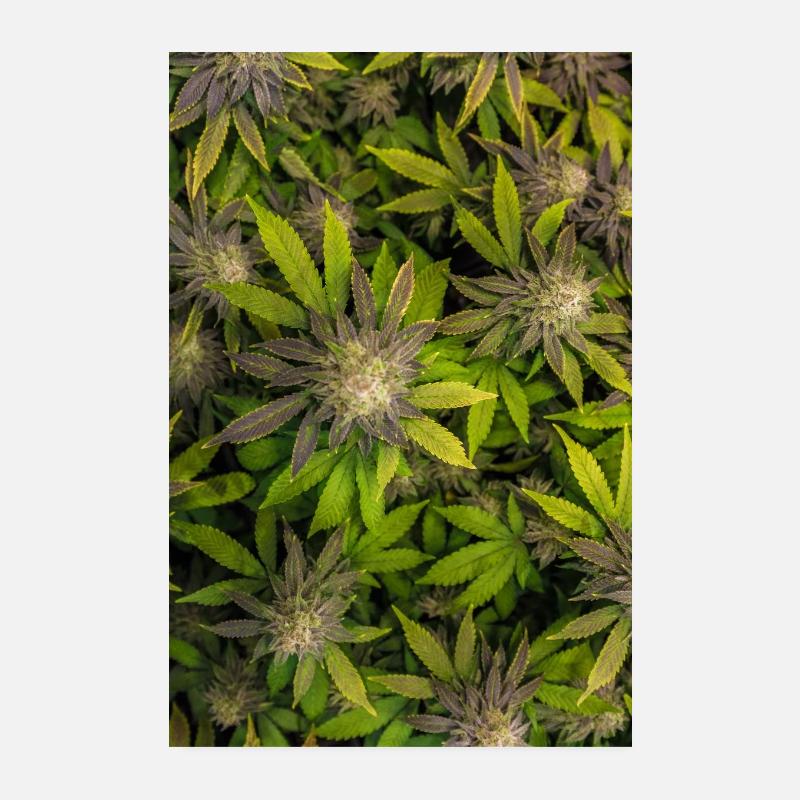 Cannabis Hemp Marijuana Leaf Poster 8" x 12" (20x30 cm)