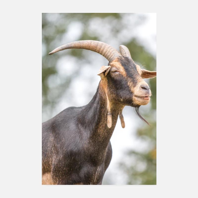 Goat (Ziege, Capra) brown and black Poster 20x30 cm
