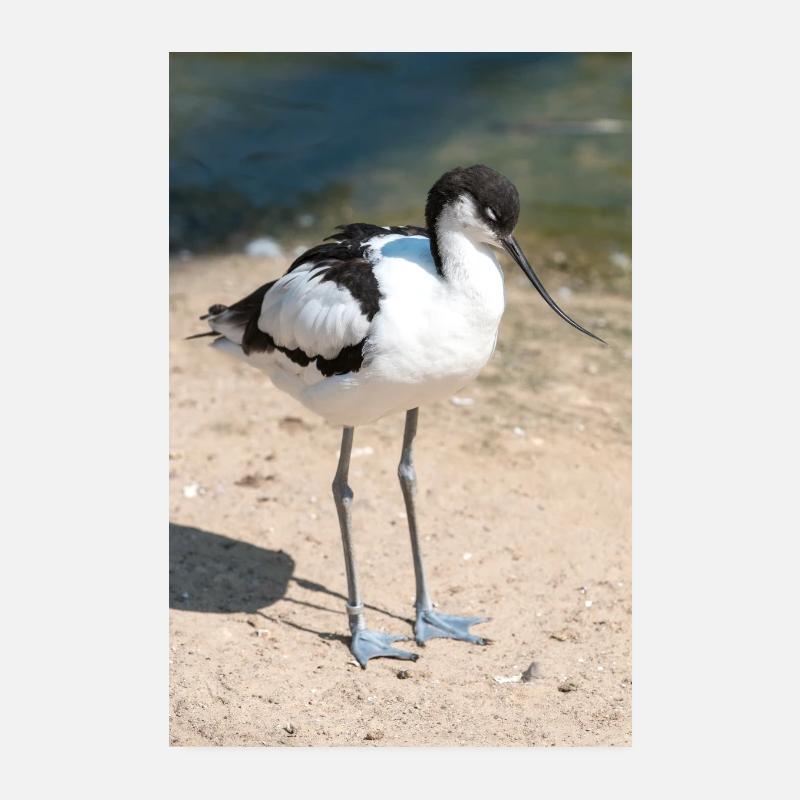 Avocette (Avocette, Recurvirostra avosetta) Poster 20 x 30 cm