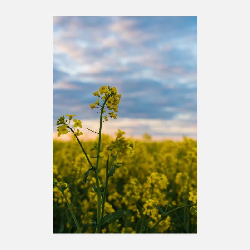 Viol le matin Poster 20 x 30 cm