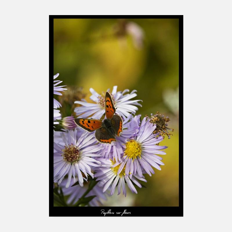 Schmetterling auf Blumen Poster 20x30 cm