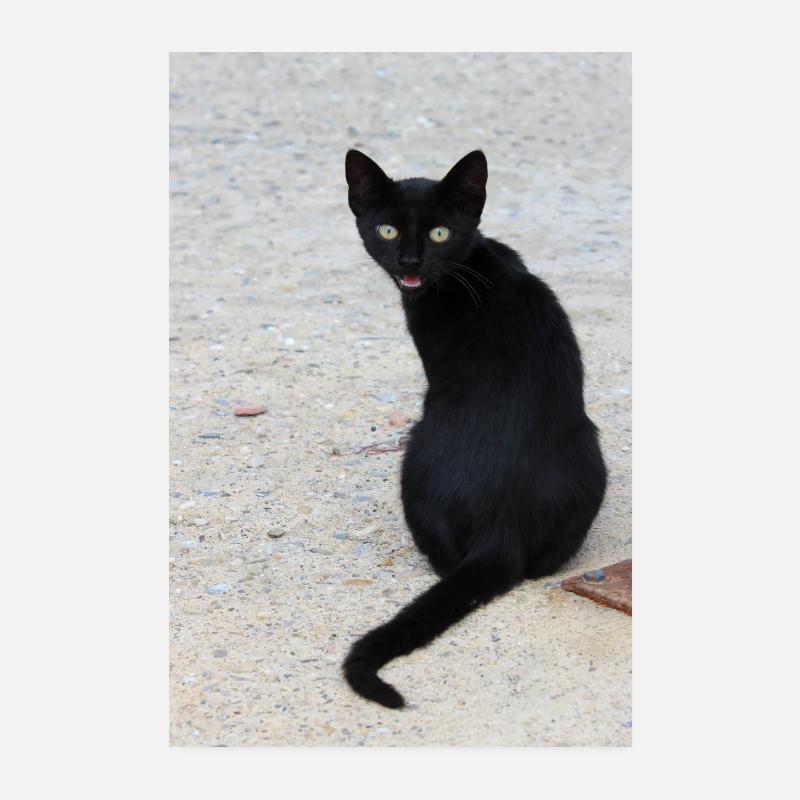 Chat noir Poster 20 x 30 cm