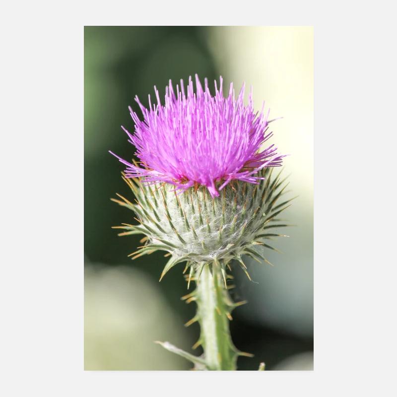 cotton thistle also Scotch or Scottish thistle Poster 8" x 12" (20x30 cm)