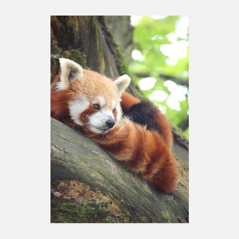 Roter Panda Hochformat - Poster 20x30 cm - Weiß