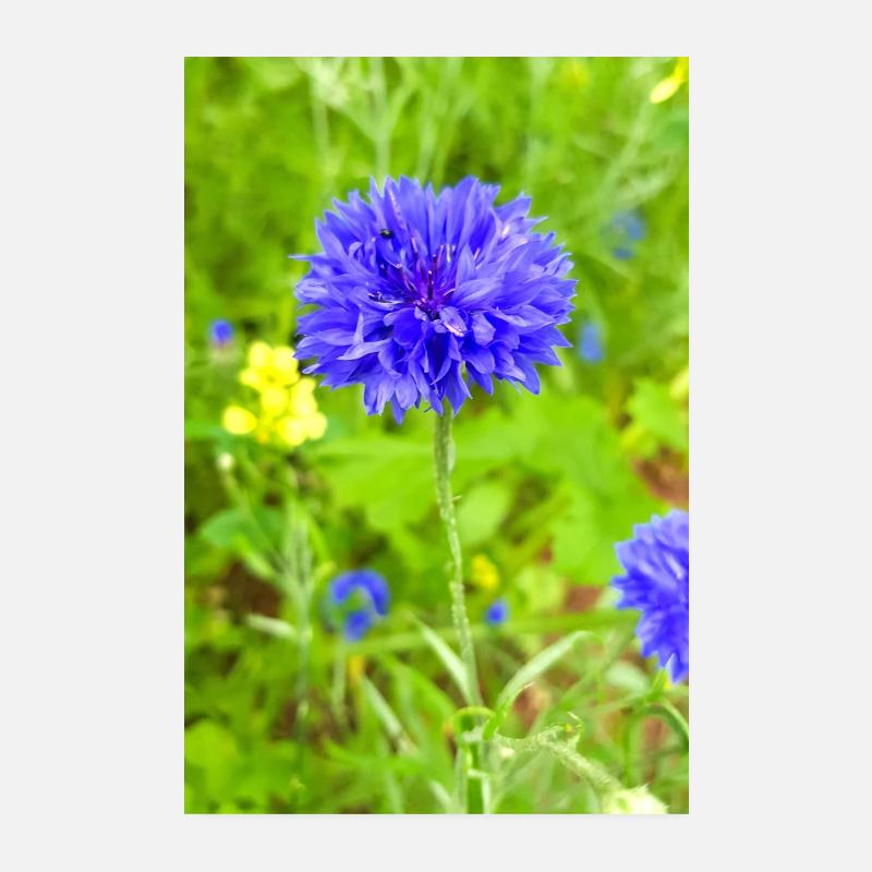 bluebottle also cornflower cornflower cyan Poster 8" x 12" (20x30 cm)