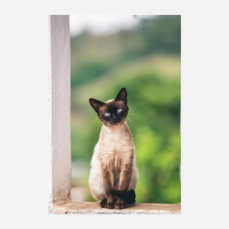 Chat - Poster 20 x 30 cm - blanc
