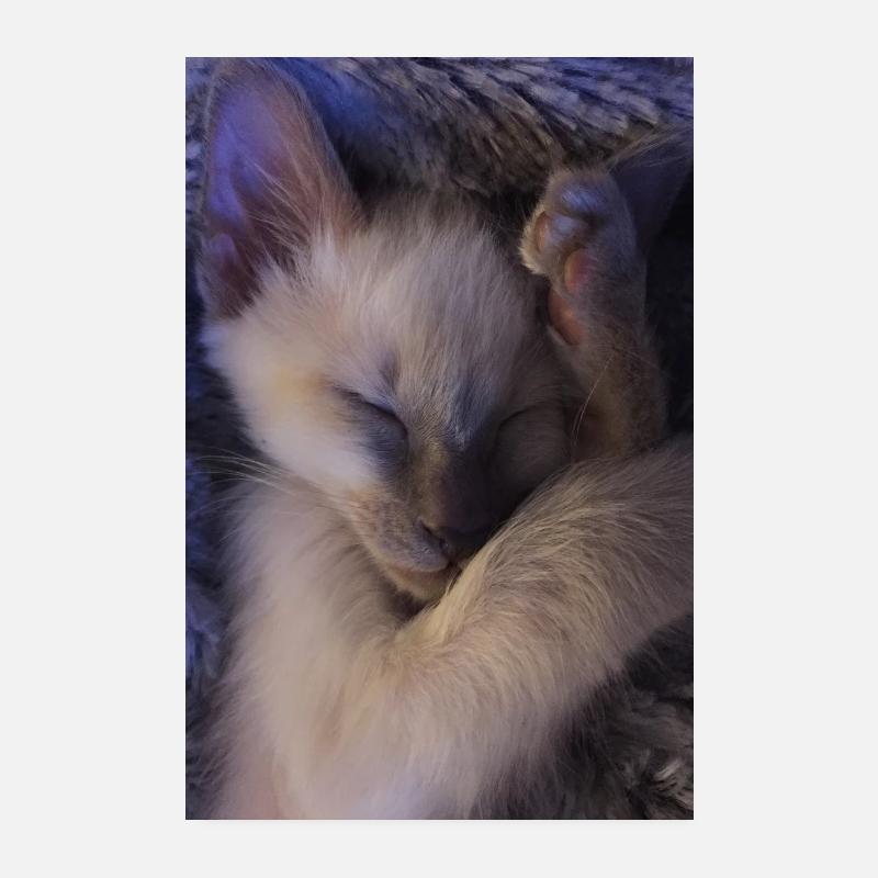 Ori der Siamese Poster 20x30 cm