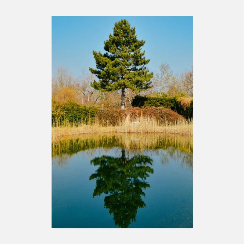 Tree mirrored - Poster 8" x 12" (20x30 cm) - white
