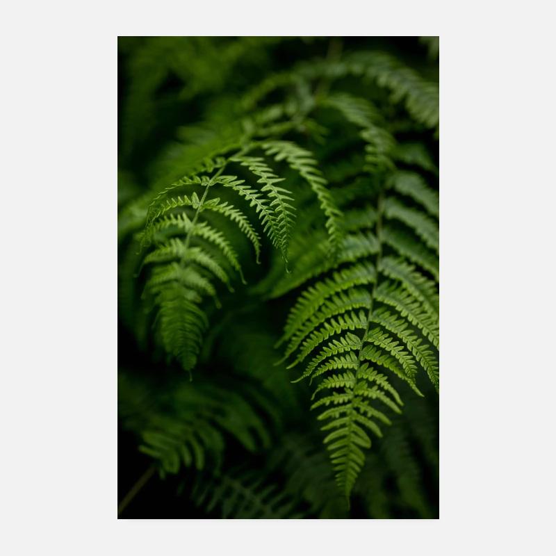 Fougère verte de la jungle Poster 20 x 30 cm
