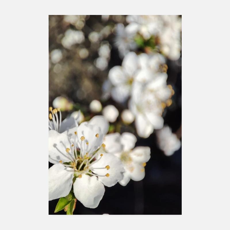 Blüte Poster 20x30 cm