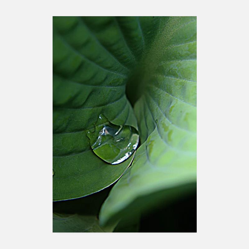 Leafy green tropical dew Poster 8" x 12" (20x30 cm)