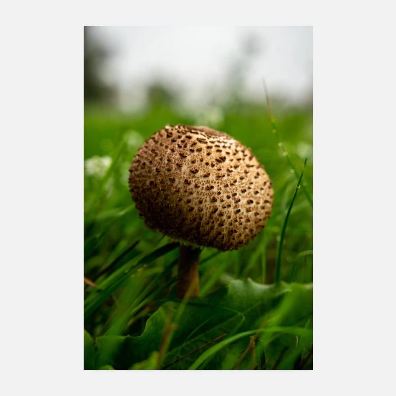 Schirmie Poster 8" x 12" (20x30 cm)